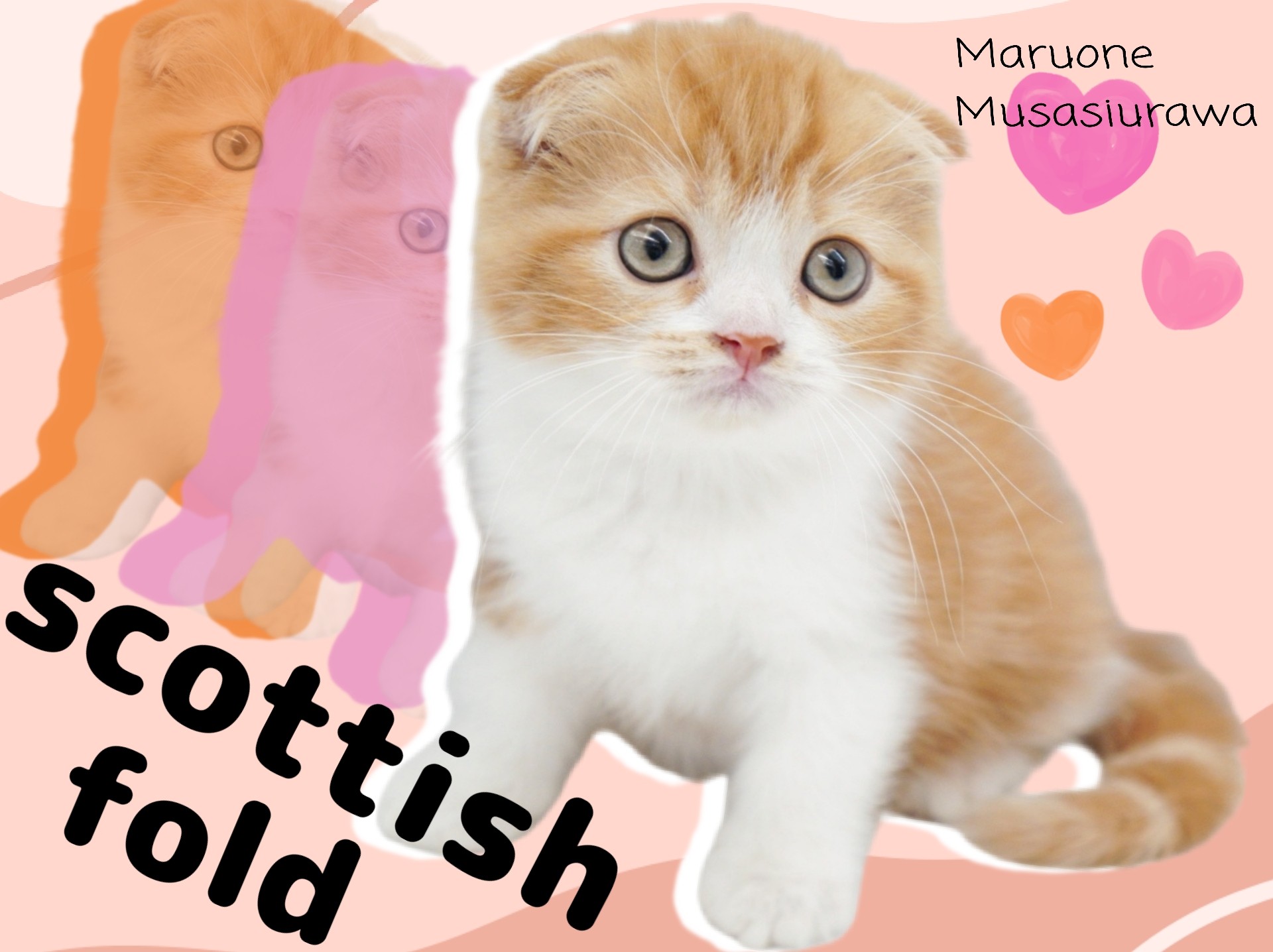 スコティッシュフォールド 】アイドルにゃんこの笑顔あふれる癒しをお