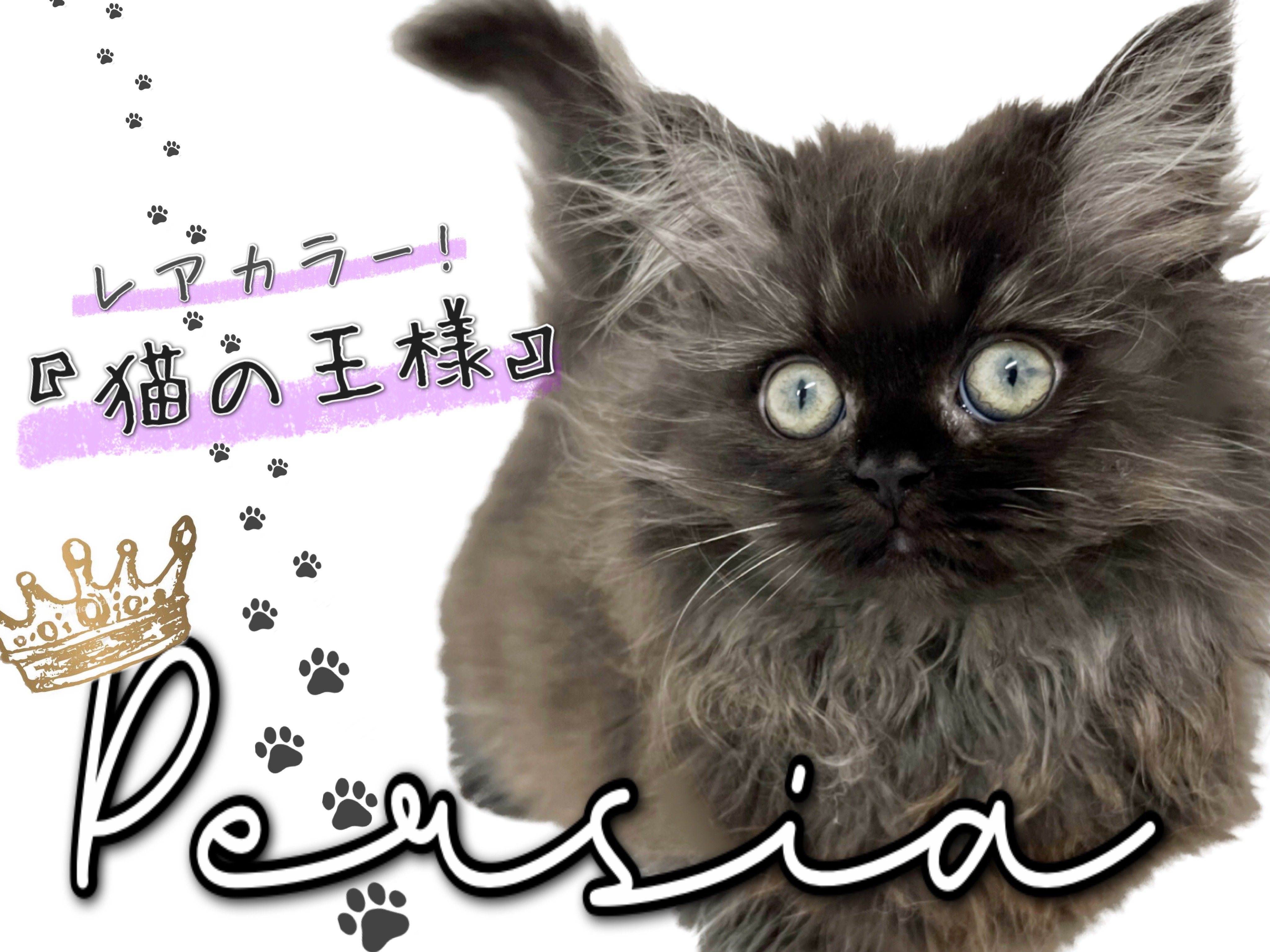 ペルシャ 】希少！ブラックスモークの猫の王様が横浜元町にやってきた！ | マルワンBLOG | ペットショップ マルワン 小さめ子犬 美形な子猫  初心者安心のサポート