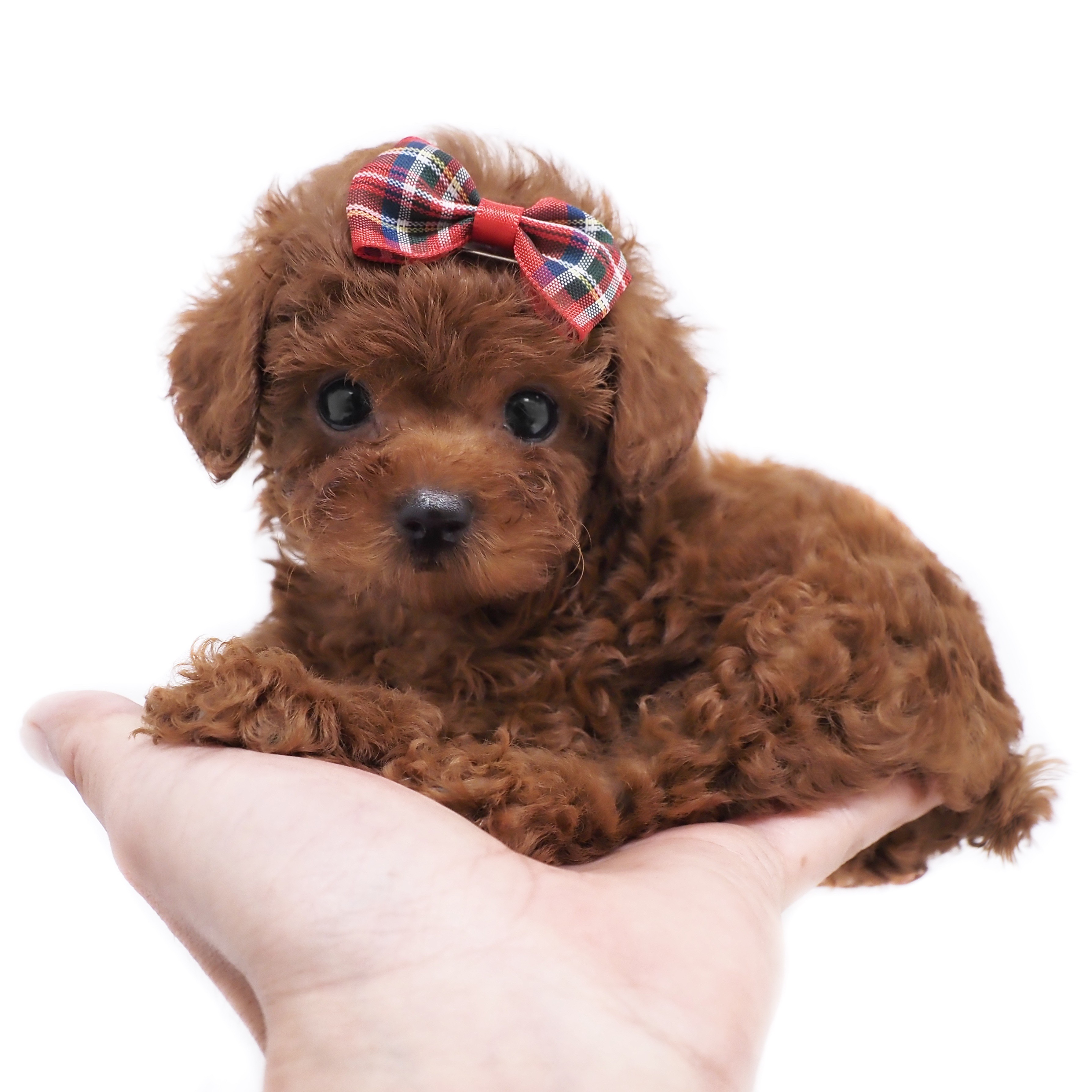 トイ・プードル | ペットショップ マルワン 小さめ子犬 美形な子猫