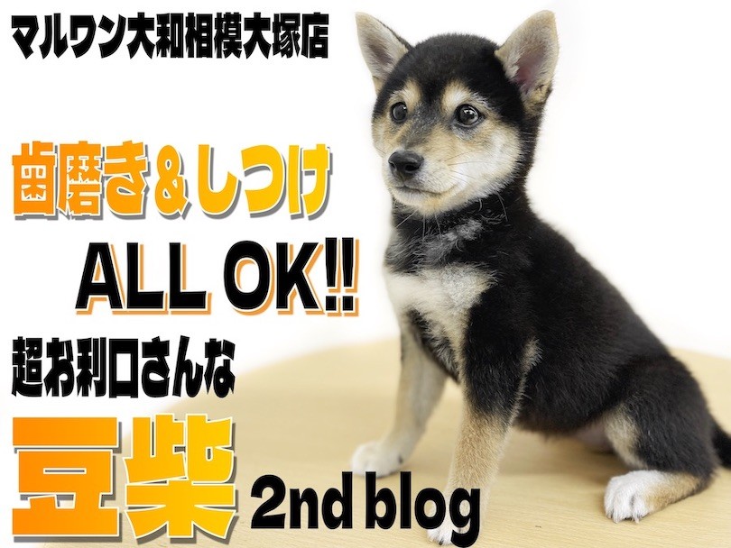 犬 安い しつけ だいわペット