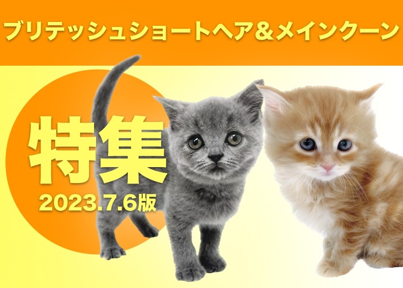 ブリテッシュショートヘア・メインクーン特集 】7/6現在のイチオシ