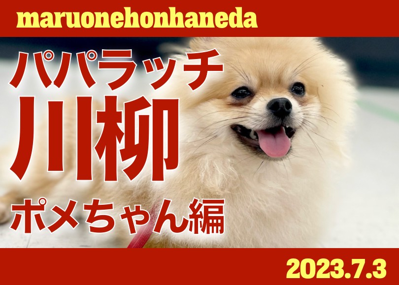 ポメラニアン 】可愛いが溢れてるポメラニアンちゃんの魅力を五七五に