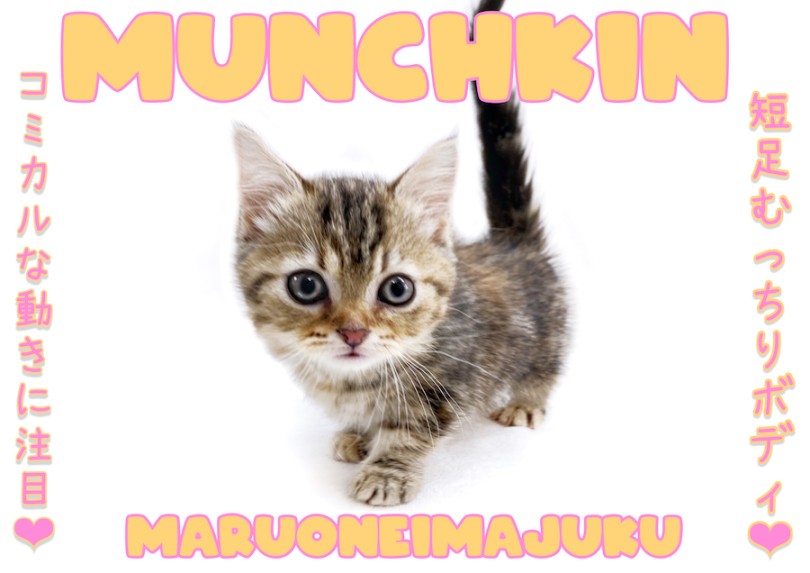 【 マンチカン 】短足・丸顔の甘えん坊ニャンコ！ミラクルカラーの美猫登場！