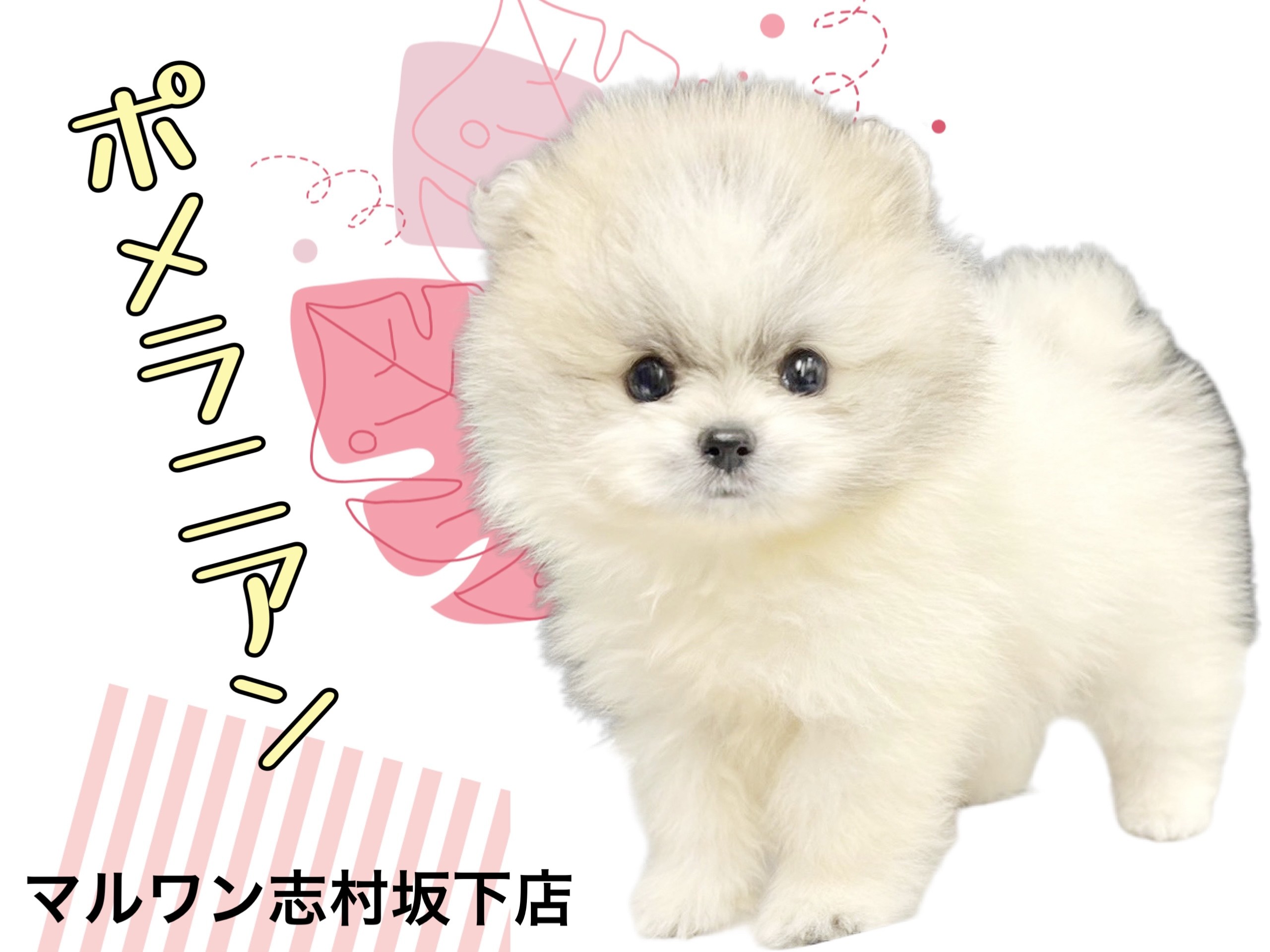 ポメラニアン 】プレミアム級のルックス！あざとさ全開のポメラニアン