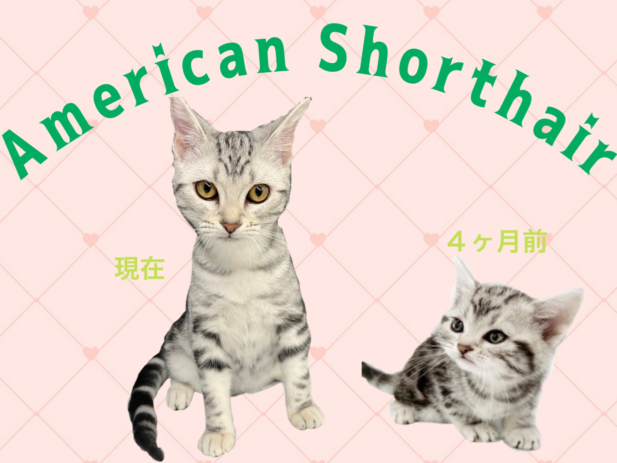 アメリカンショートヘア 】生後6ヶ月を迎え、天真爛漫な女の子に成長中