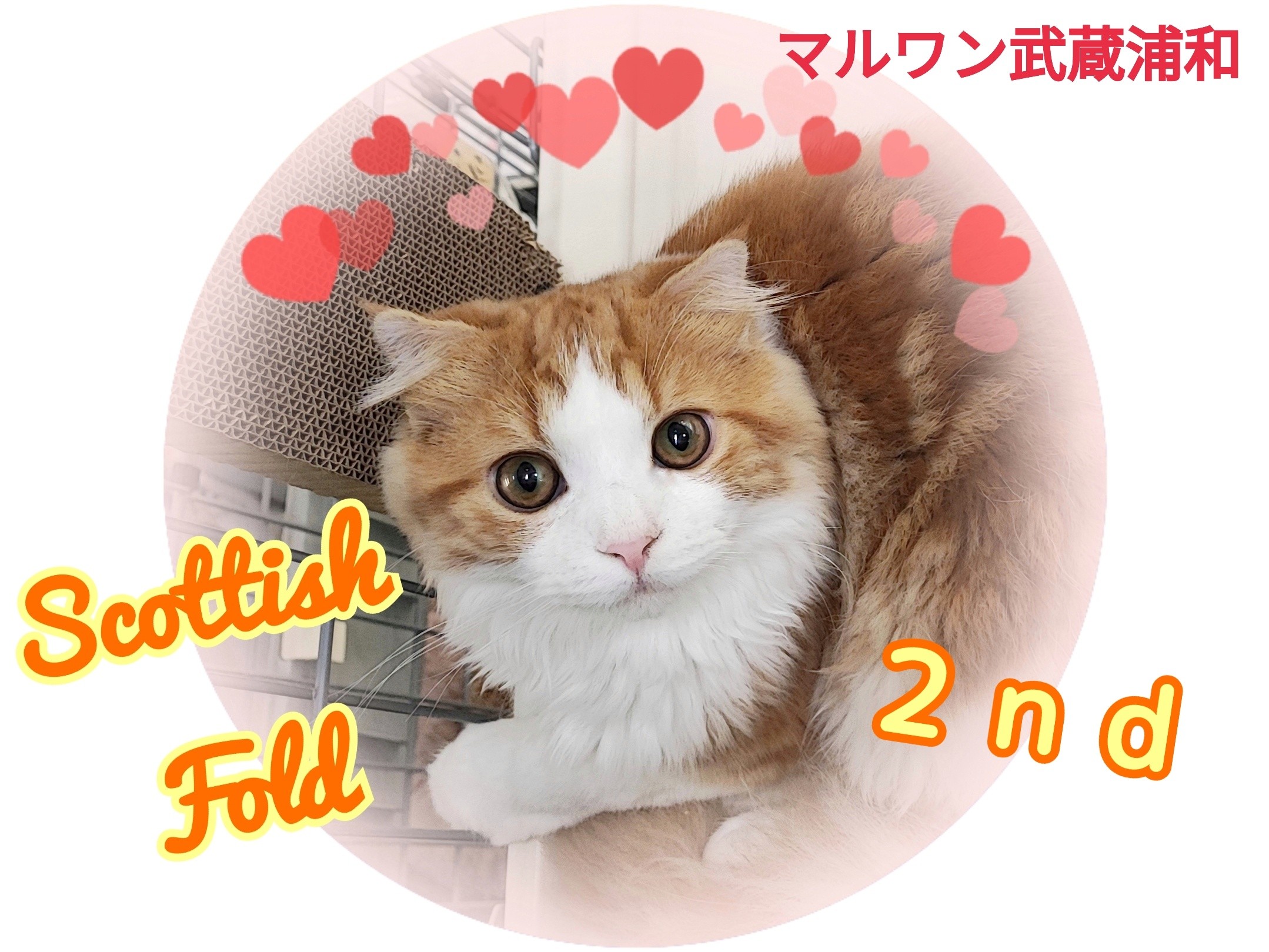 スコティッシュフォールド 】人が好きすぎるイケメンにゃんこが