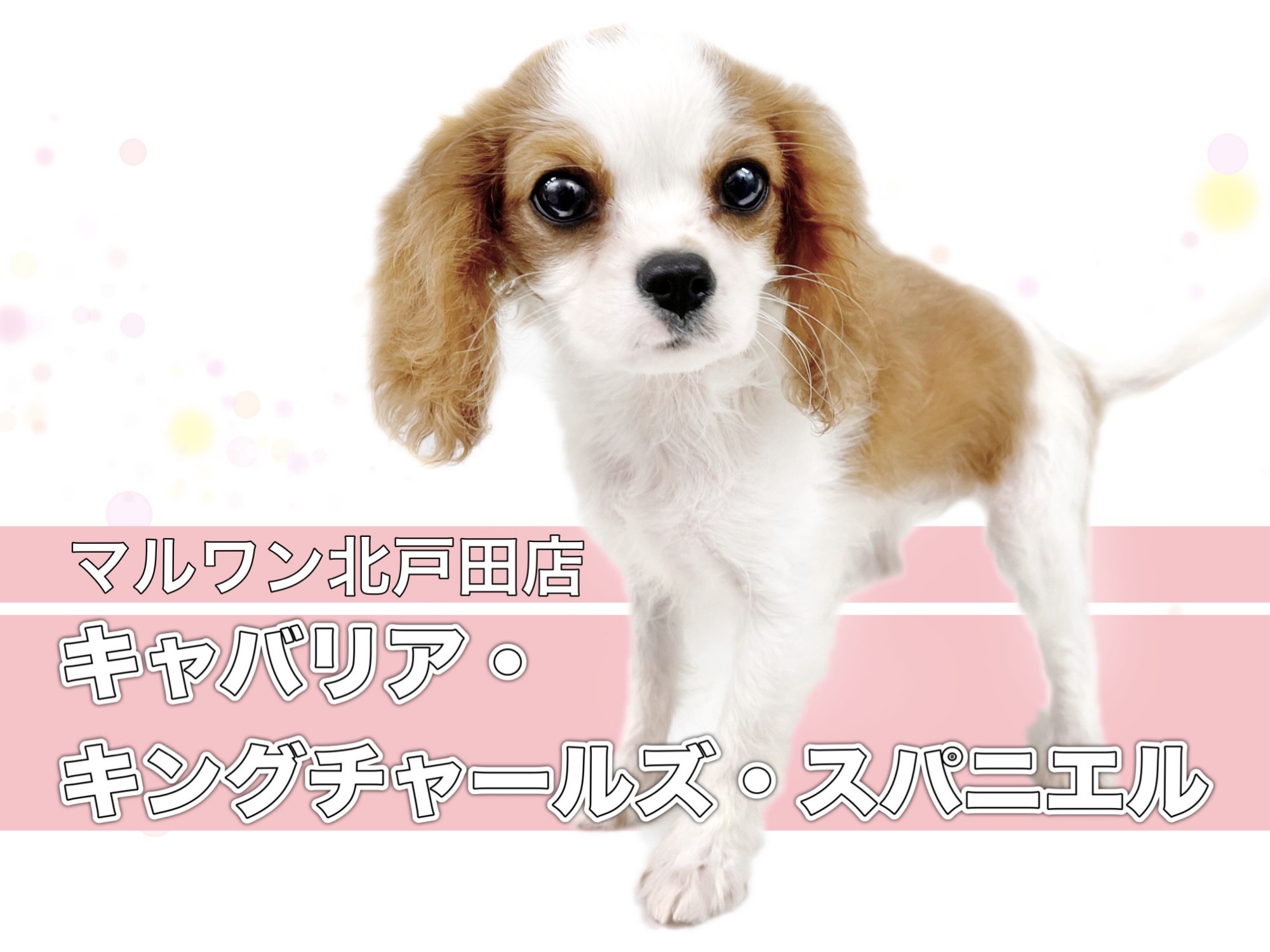 1fd338163332a86ae6883321e41688