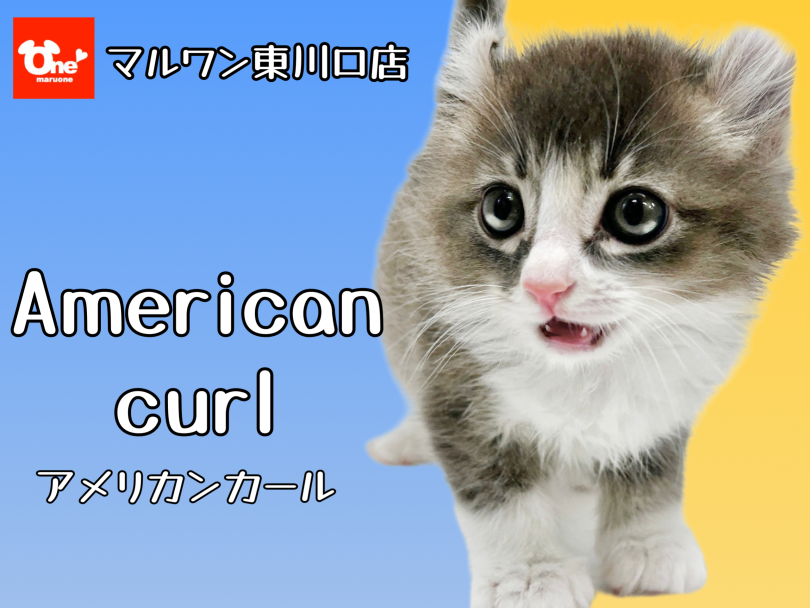 【 アメリカンカール 】東川口店2年ぶりの登場！反れたお耳が自慢の希少猫種！