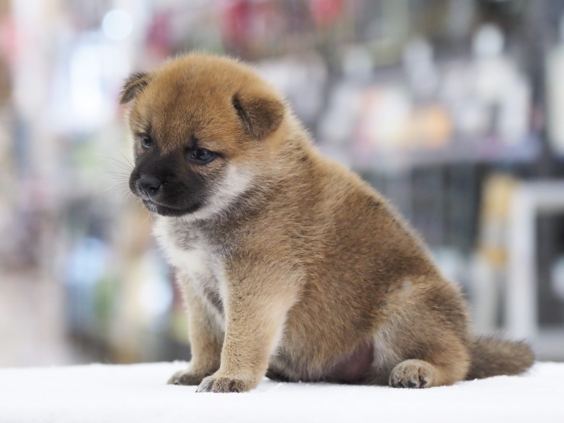 これはパピー期限定の黒さ | 柴犬 （06-77） - 横浜 大倉山店