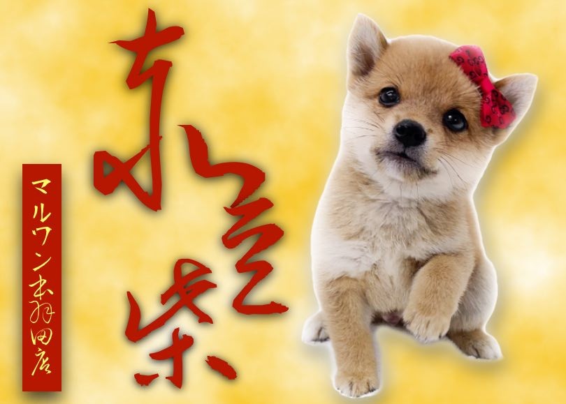 Aaアフロ犬(大小２体) セブンティーンアイスアフロ犬とケーキアフロ犬2体 - ぬいぐるみ
