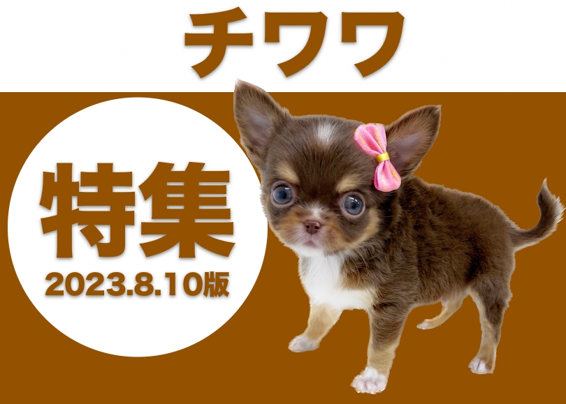 チワワ特集】8/17現在の全店舗の世界最小犬種のチワワちゃんをご紹介