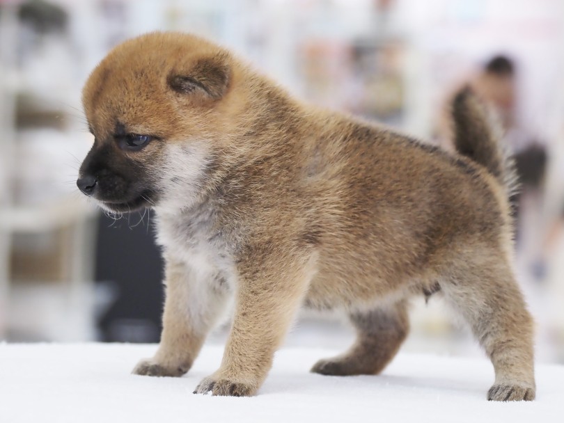 どんな形になるのかお楽しみのしっぽ！ | 柴犬 （06-77） - 横浜 大倉山店