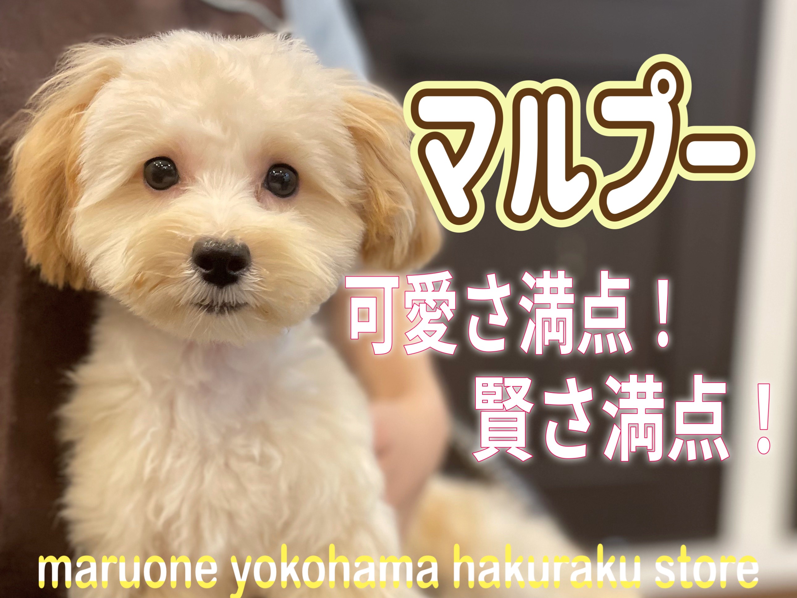 MIX 】元気いっぱいマルプーちゃん！可愛さに磨きのかかった姿にご注目