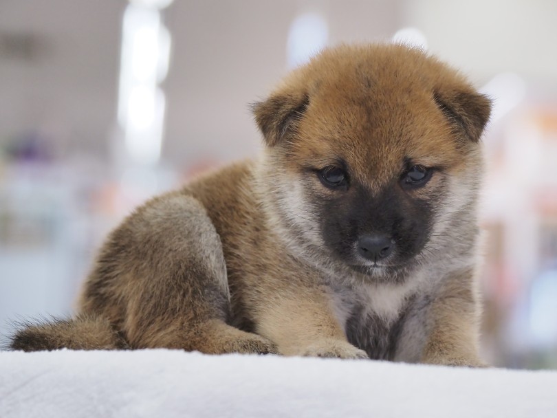 歌舞伎役者のような力強い目元と泥棒ヒゲ！ | 柴犬 （06-77） - 横浜 大倉山店