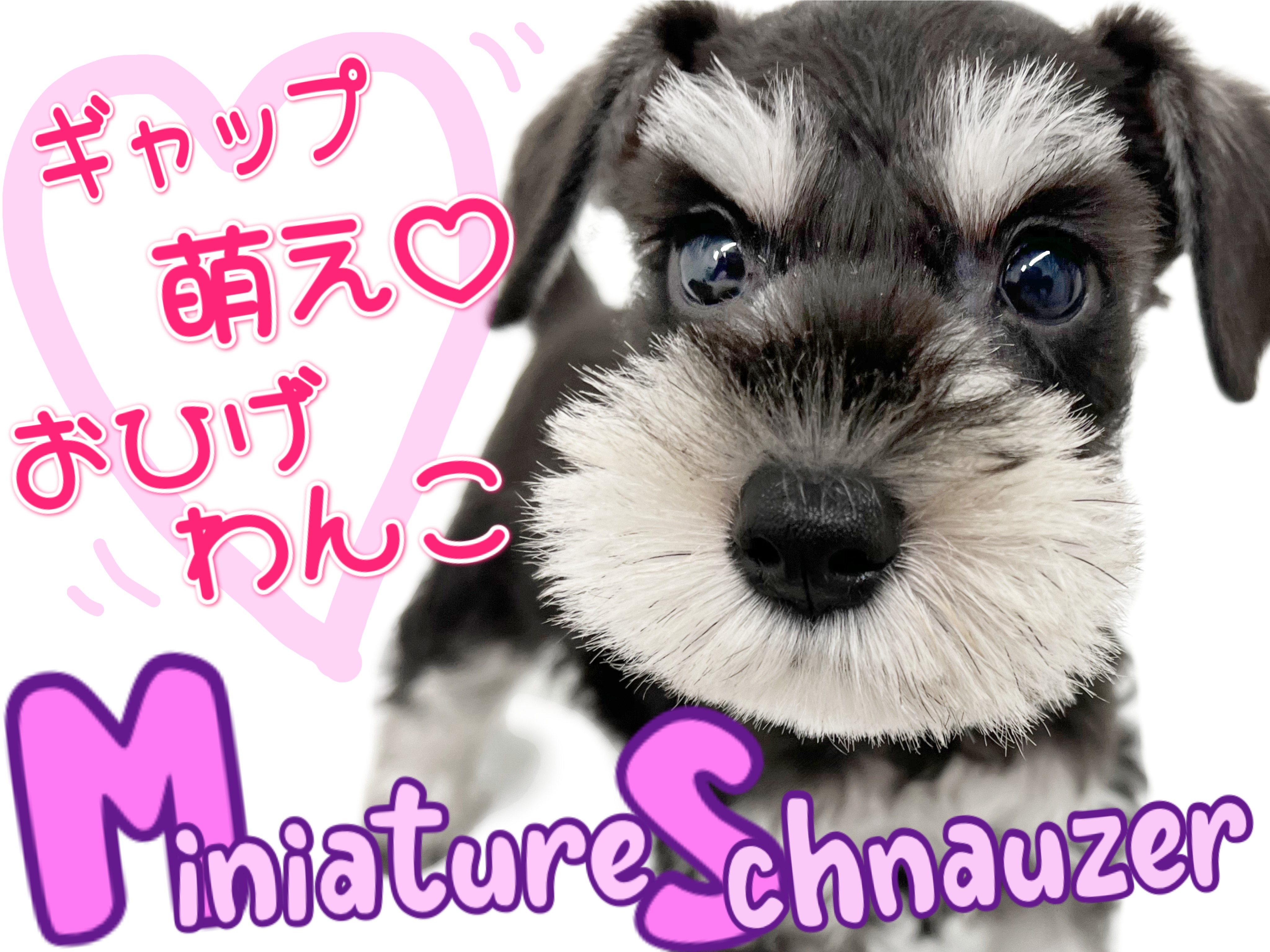 ミニチュアシュナウザー 】賢さと愛嬌を持つ、ギャップ萌えなおひげ