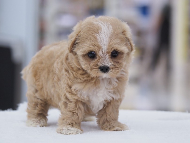 マルプーちゃんとの生活ポイント！ | MIX犬 マルプー （06-81） - 横浜 大倉山店