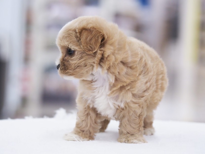 お鼻が短いことが画像でお分かりいただけますか？ | MIX犬 マルプー （06-81） - 横浜 大倉山店