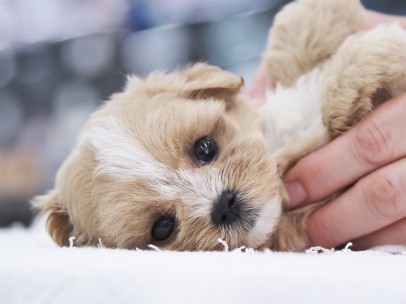 ぜひ一度リアルのこの子をご覧になってください | MIX犬 マルプー （06-81） - 横浜 大倉山店