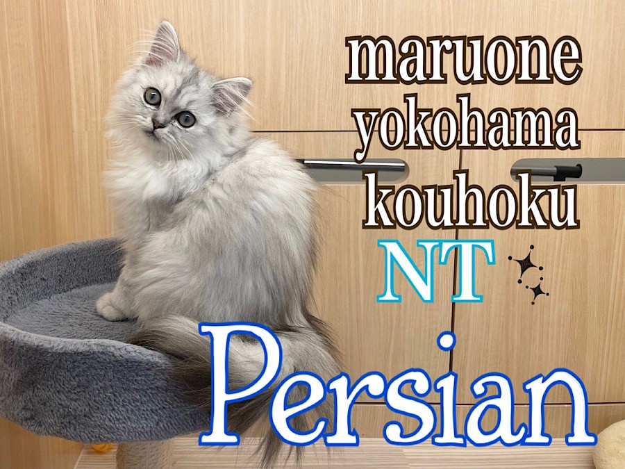 ペルシャ 】猫界の王様ペルシャ君の生後4ヶ月の今 | マルワンBLOG | ペットショップ マルワン 小さめ子犬 美形な子猫 初心者安心のサポート