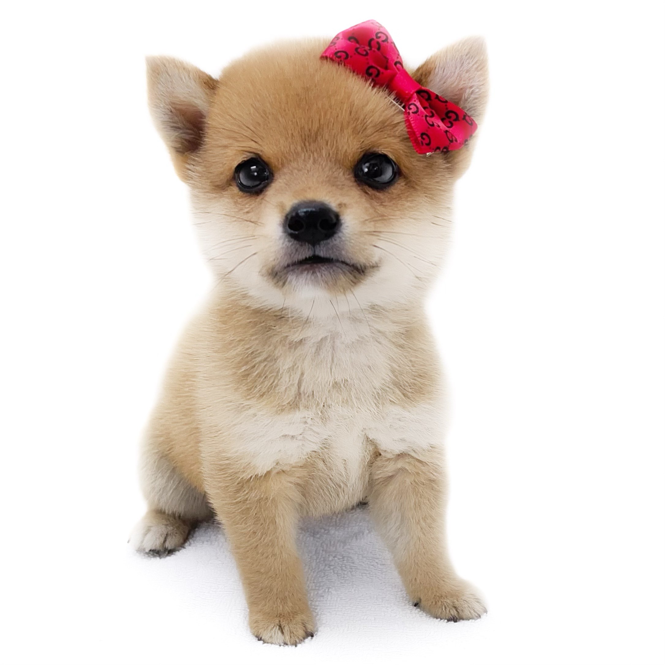 豆柴 | ペットショップ マルワン 小さめ子犬 美形な子猫 初心者安心の