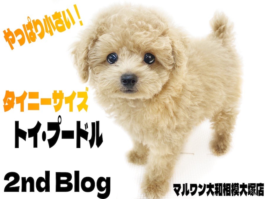 トイプードルアプリコットちゃん♡立ちポーズ。ビッグサイズ