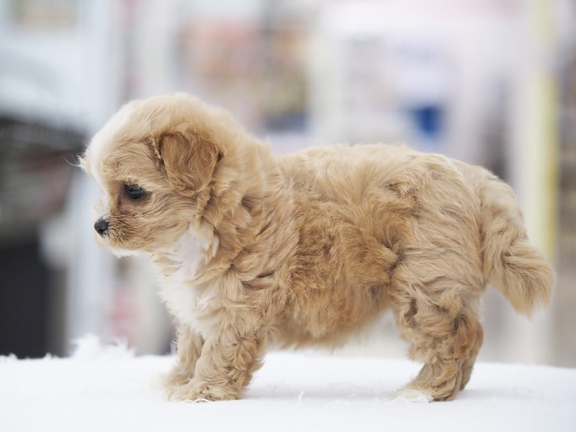 手足短め！ふわふわ被毛と相まって極上のドワーフ感！ | MIX犬 マルプー （06-81） - 横浜 大倉山店