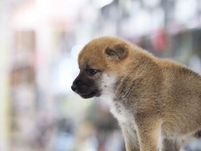 国が認める天然記念物！ | 柴犬 （06-77） - 横浜 大倉山店