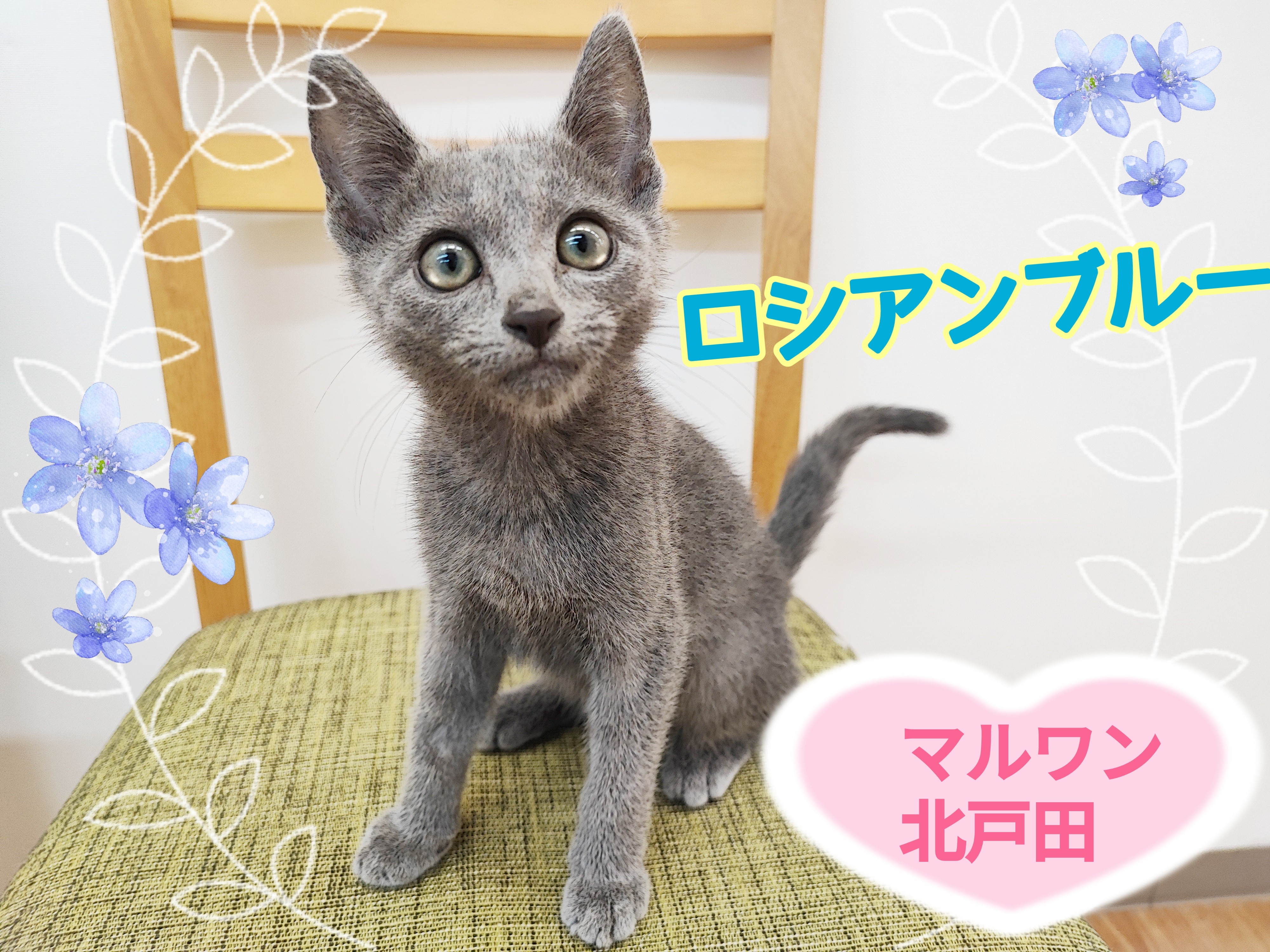 ロシアンブルー 】ギャップ萌え！一見クールな甘えん坊にゃんこ