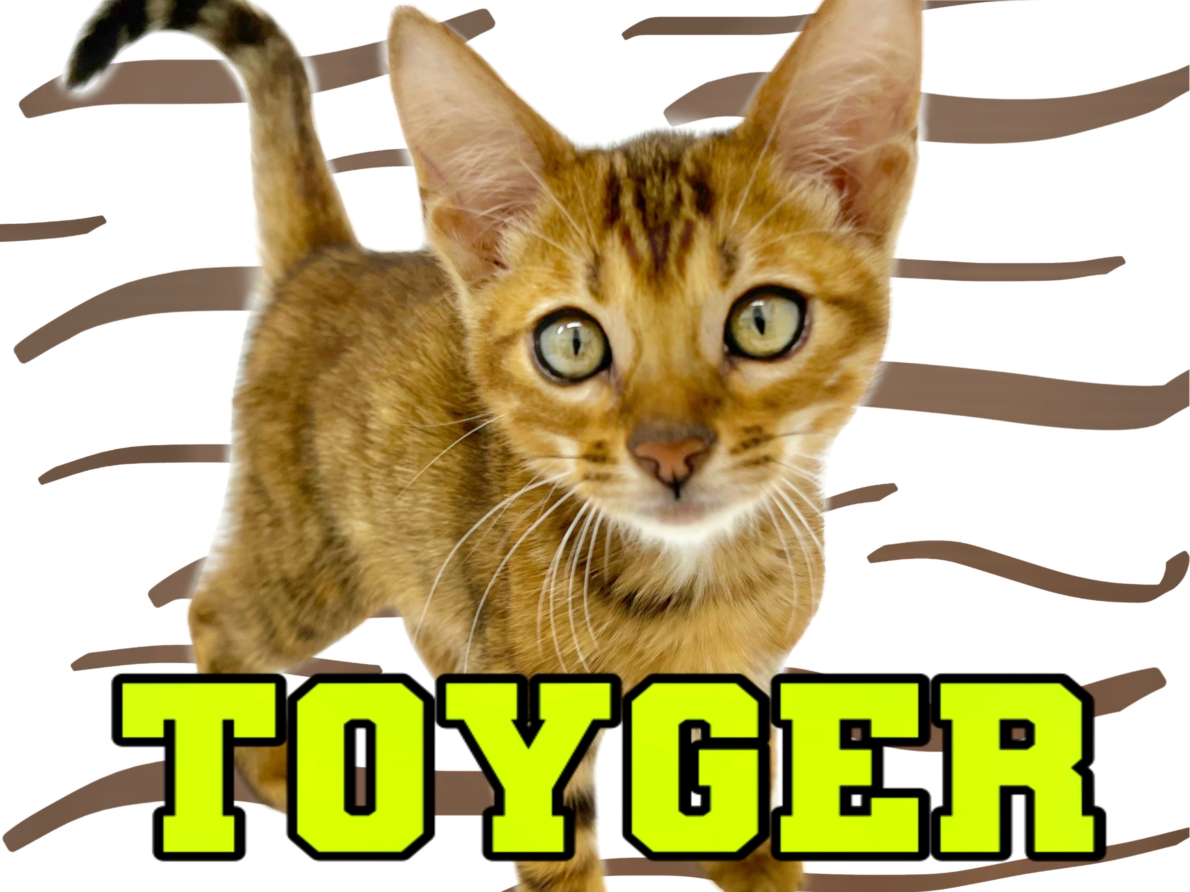 【ヴィンテージ Max Carl 】虎柄 子猫 猫 立ち姿 アンティークドール ヴィンテージ Max Carl 】虎柄 子猫 猫 立ち姿 アンティークドール