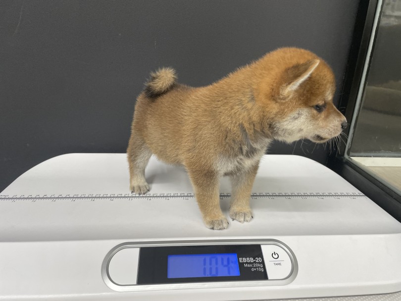 生後60日時点の体重は1.04kg！ | 柴犬 （09-50） - 板橋 志村坂下店