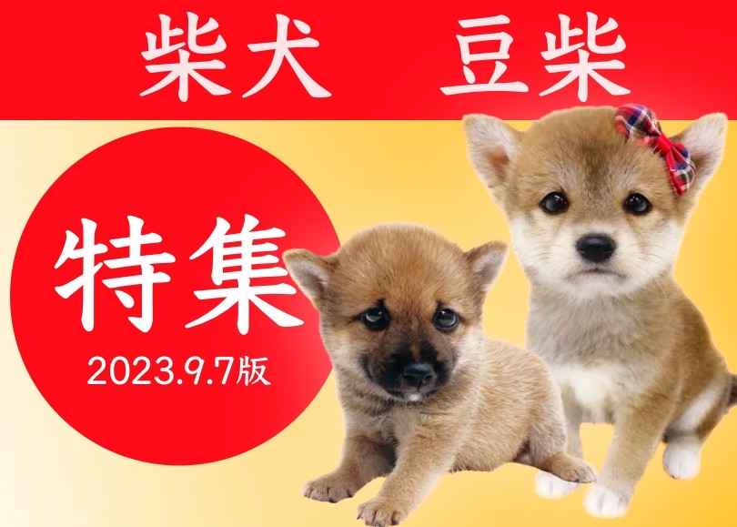 豆柴Rページ 柴犬・豆柴特集 】9/7現在在店中の日本の宝柴犬・豆柴ご紹介