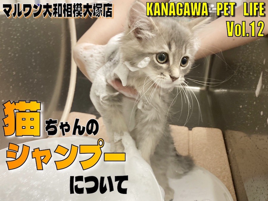 【 神奈川ペットライフ 】猫ちゃんのシャンプー方法を知ってお