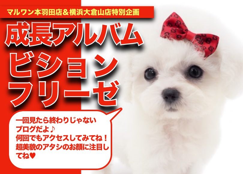 まるちゃん※プロフィール確認必須　様 さくらの気配がちらほら🌸 見るとテンション上がっちゃう🥰 ちび