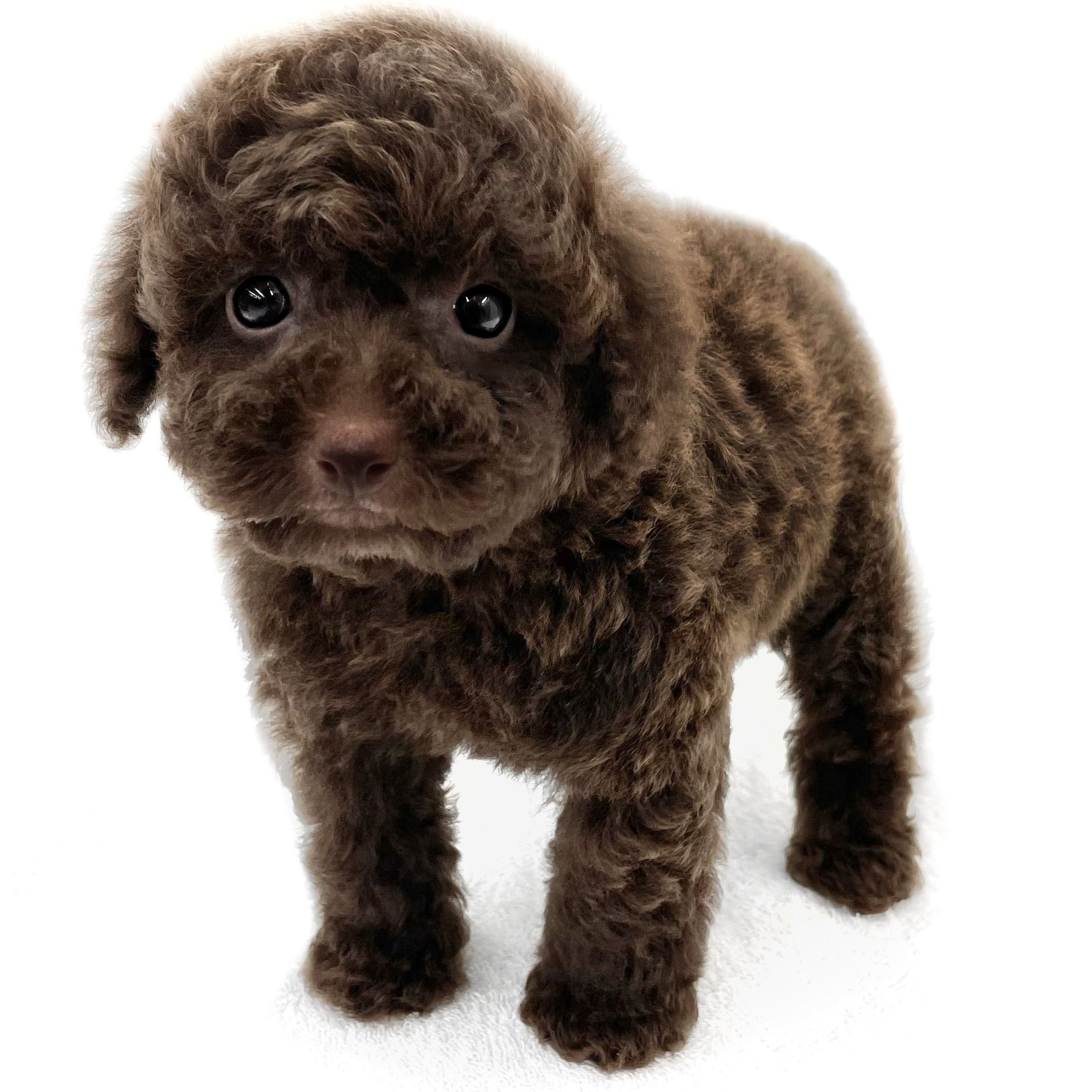 トイ・プードル | ペットショップ マルワン 小さめ子犬 美形な子猫