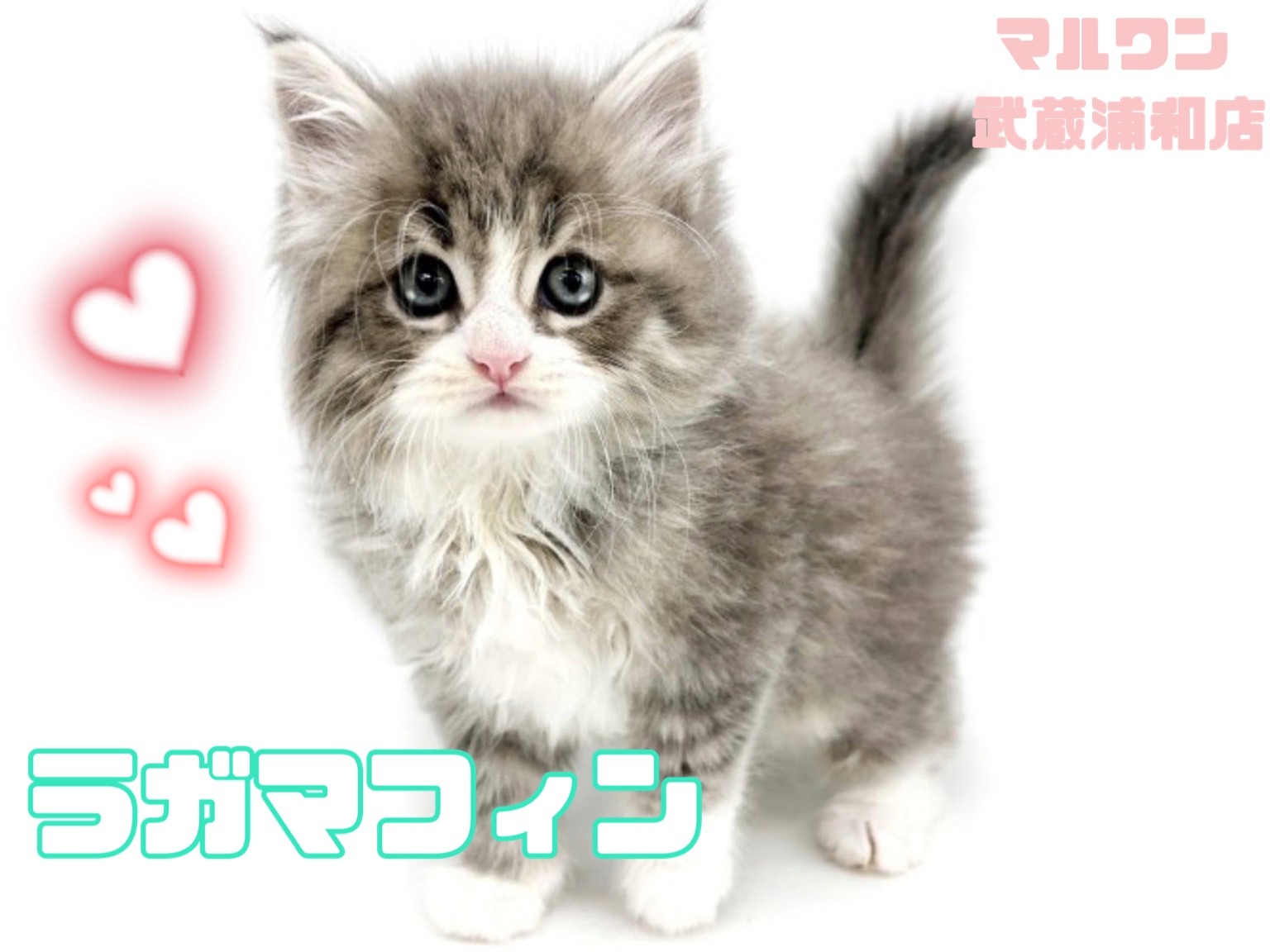 ラガマフィン 】超おっとりな美形男子！！控えめでとても良い子