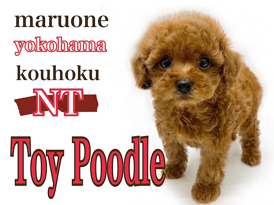 984f89b7888e980751b63080c850c9