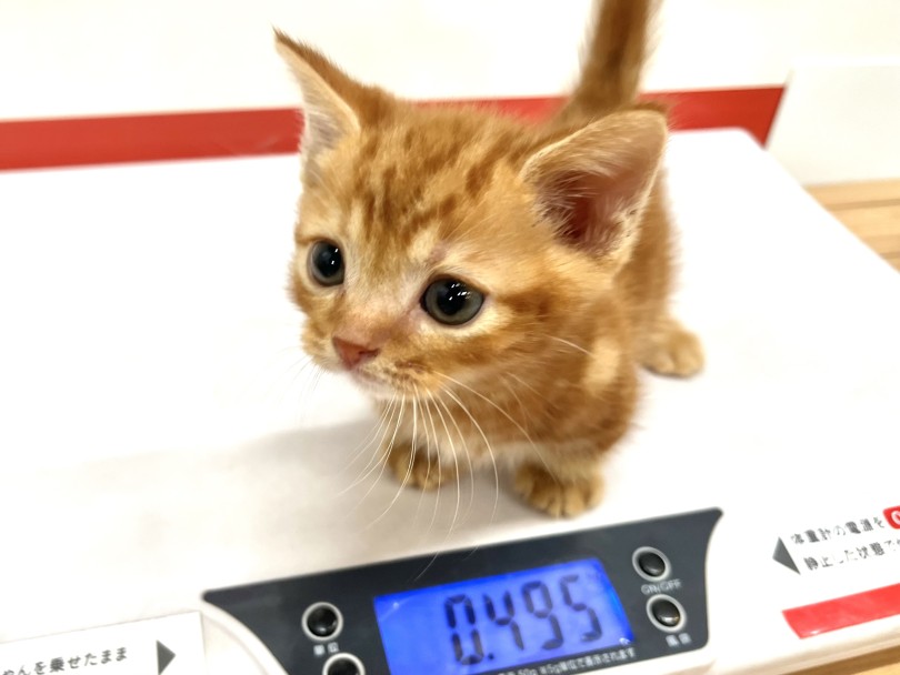 成猫時の予想体重は、2～5kgと予想 | マンチカン （18-176） - 横浜 元町店