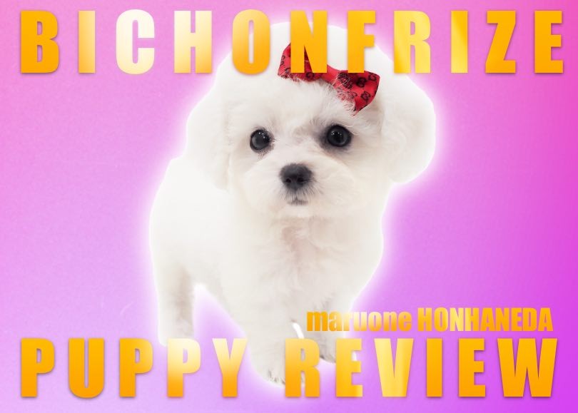 ウインドベルビションフリーゼ希少