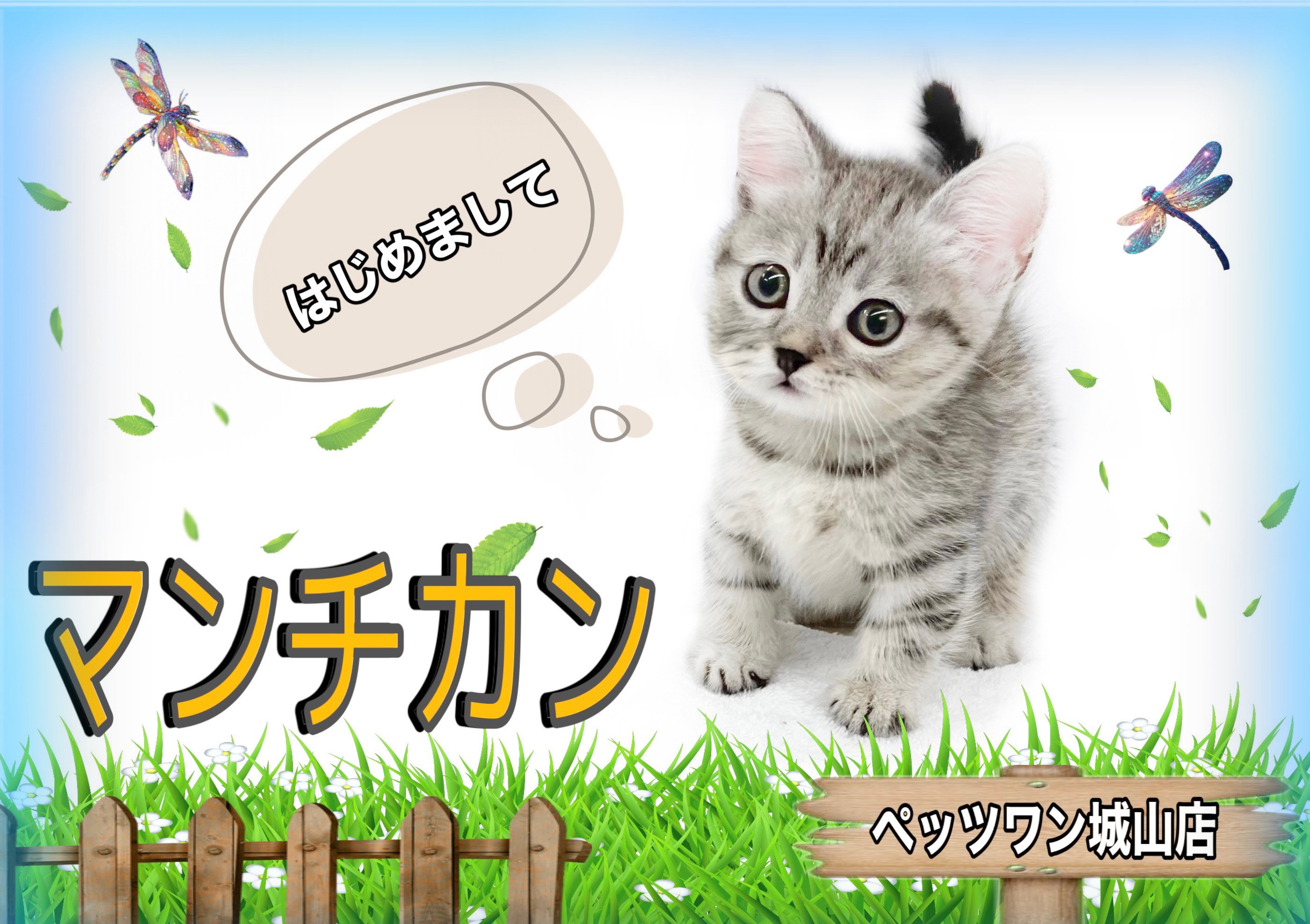 マンチカン 】社交性が高すぎる好奇心旺盛な短足王子！ | マルワンBLOG