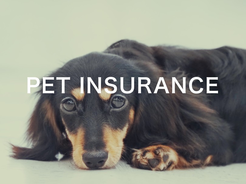 ペット保険は今や超必須！9割以上のユーザーが加入しております！ | マルワン本羽田店ご利用ガイド - 本羽田店