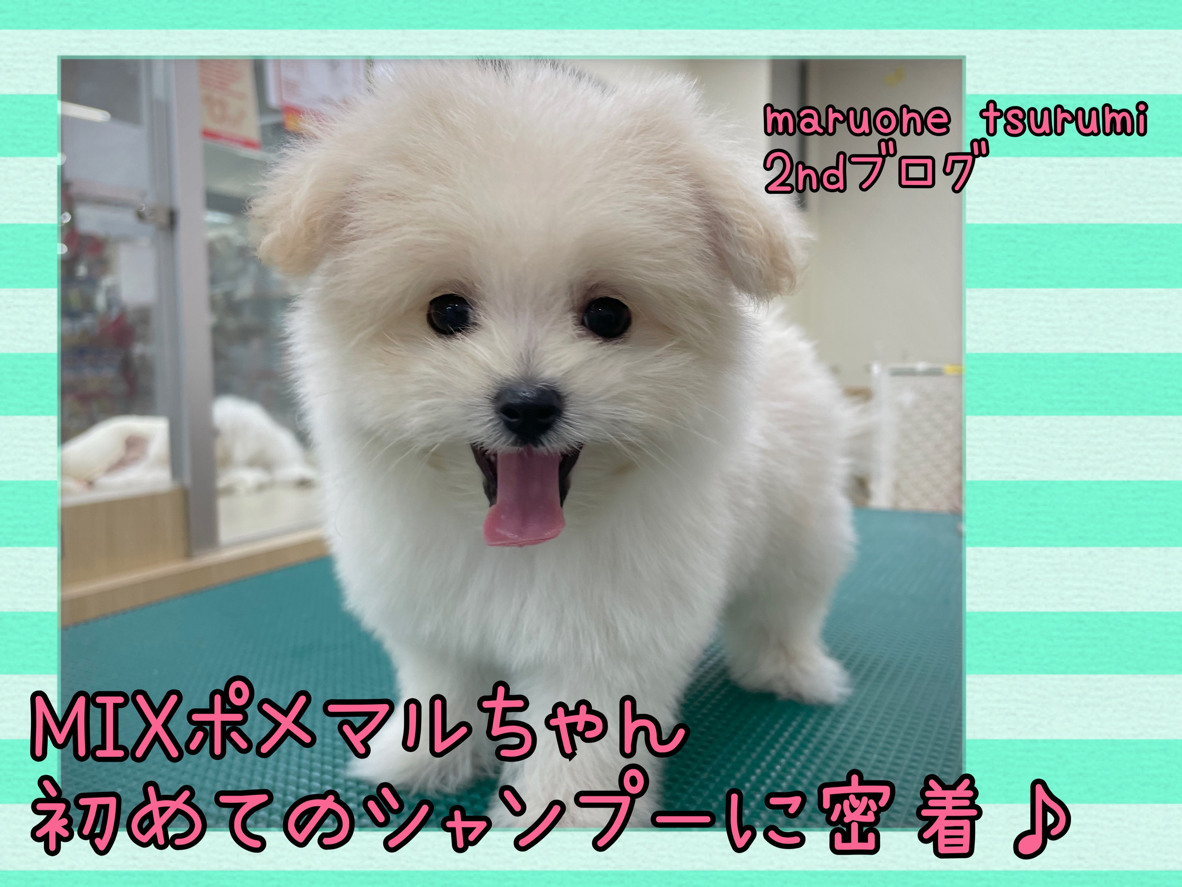 MIXポメマル 】初めてのシャンプーに密着！セカンドブログ