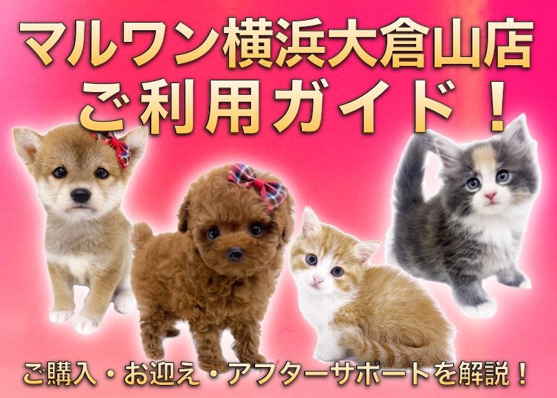 横浜大倉山店ご利用ガイド 】ご契約・お迎え・アフターサポートをご