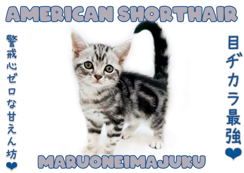 【 アメリカンショートヘア 】シルバータビーが美しい超絶甘えん坊の美猫登場！