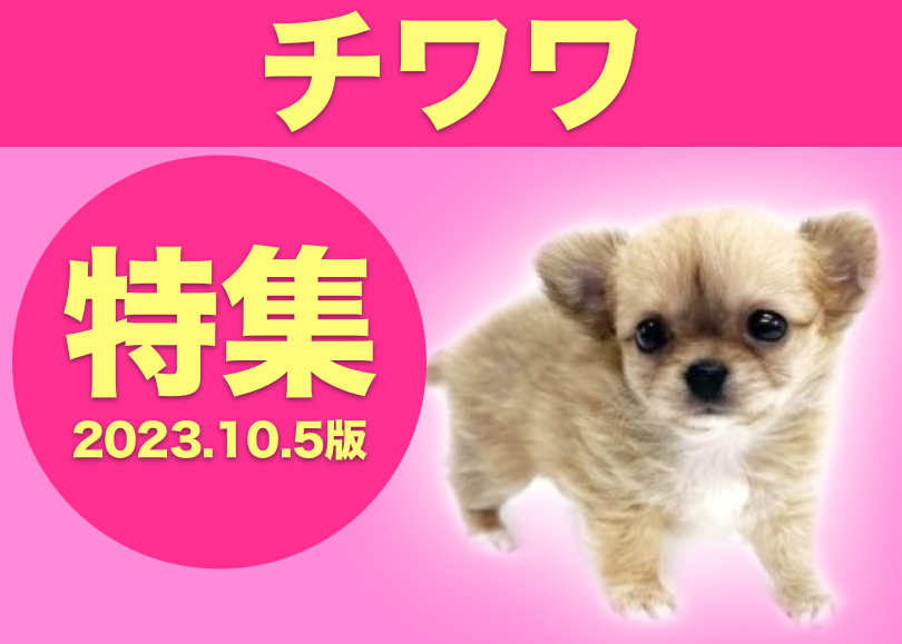 【 チワワ特集 】10/5現在在店中の全店舗の世界最小犬チワワちゃんをご紹介！