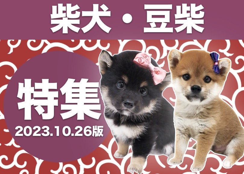 柴犬・豆柴特集 】10/26現在在店中の個性豊かな和犬達をご紹介