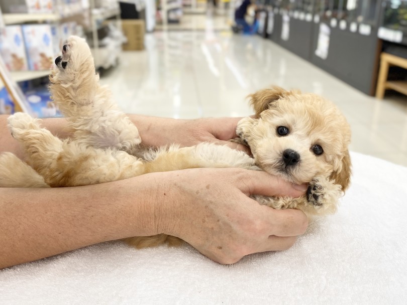 ずば抜けて明るい性格 | MIX犬 ビションプー  （06-100） - 横浜 大倉山店