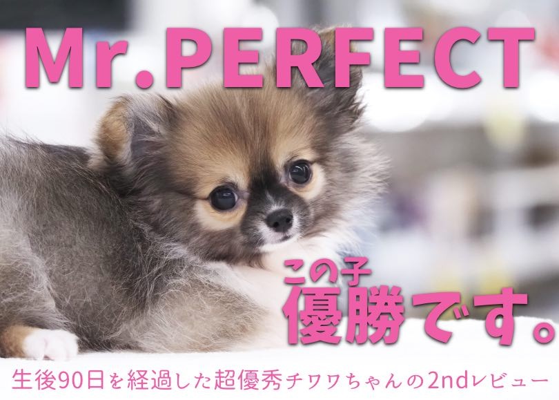 抜き苗♥️可愛い✨チワワ✨ 28f9e8bf54da354d9369a974ccb098