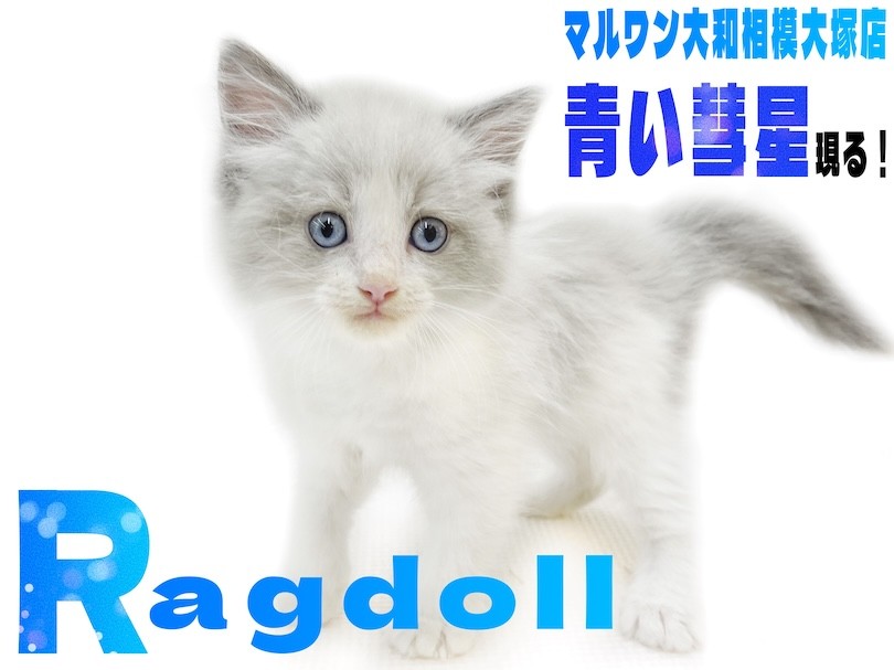 ラグドール 】ぬいぐるみの様な愛らしさと青い宝石の様な目を