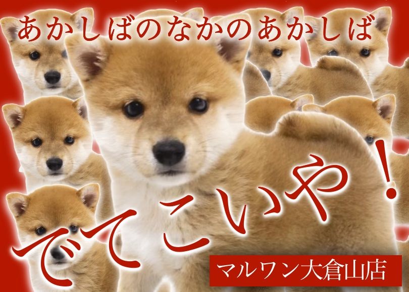 柴犬 】鮮やかな赤毛のムチムチしっかりボディ！まん丸クマ顔柴犬