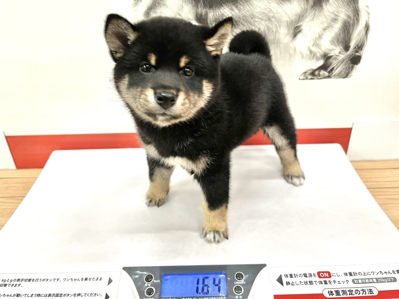 成犬時の予想体重は6～9kg | 柴犬 （18-197） - 横浜 元町店